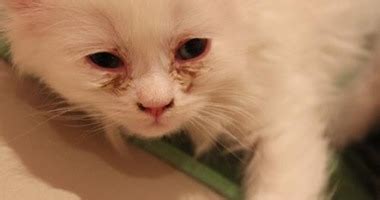 امراض عيون القطط